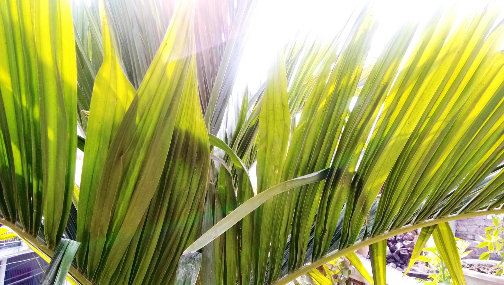 groen bladeren van een fabriek in een pot foto