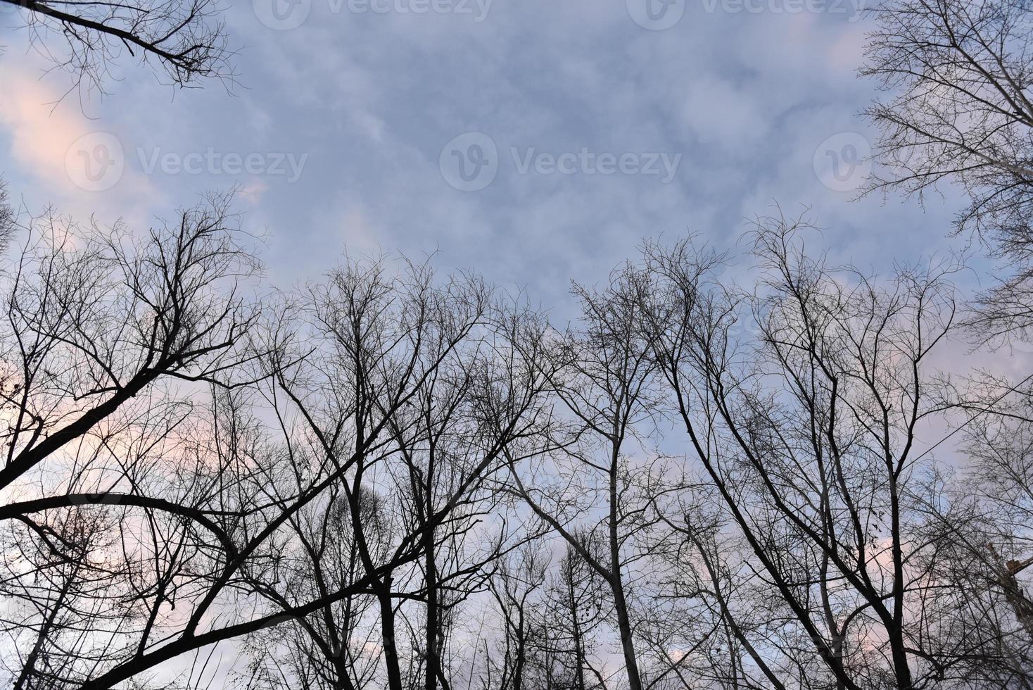 zwart boom takken tegen een blauw lucht zonder bladeren. foto