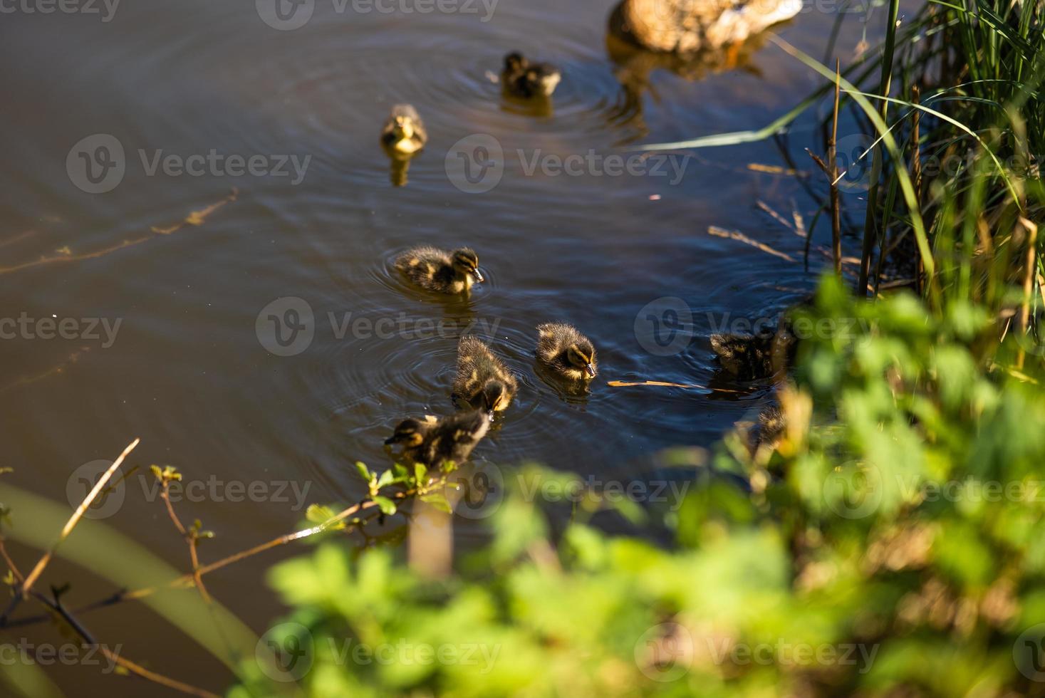 een groot moeder eend, eendjes rust uit Aan de kust van de reservoir en zwemmen. foto