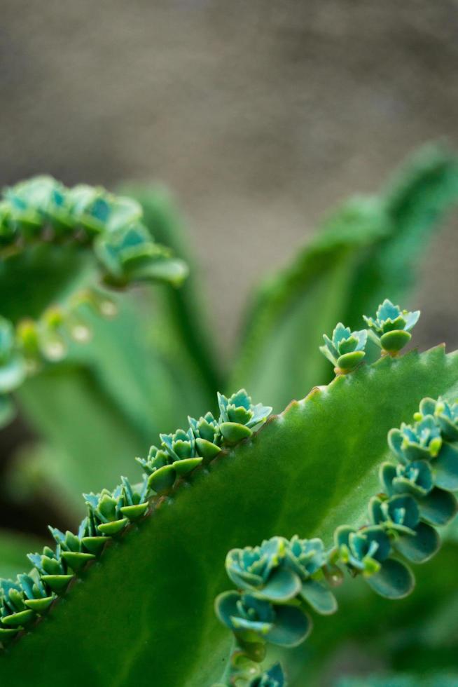 abstract groen bladeren natuur structuur achtergrond. creatief lay-out voor ontwerp foto