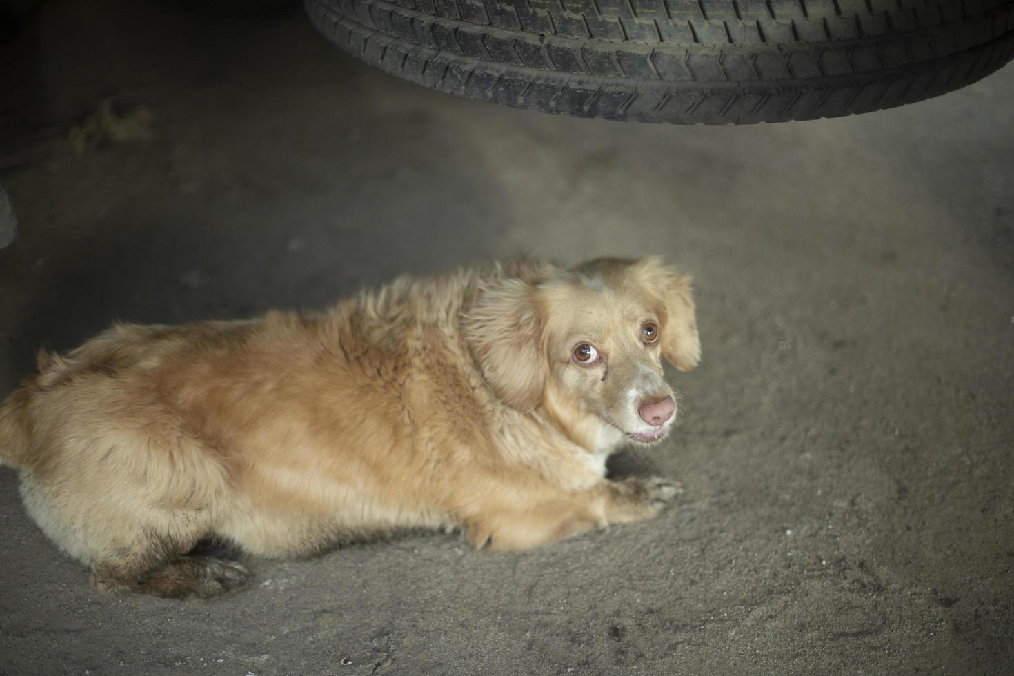 klein hond onder auto. hond van rood haar. huisdier verborg onder wiel. foto