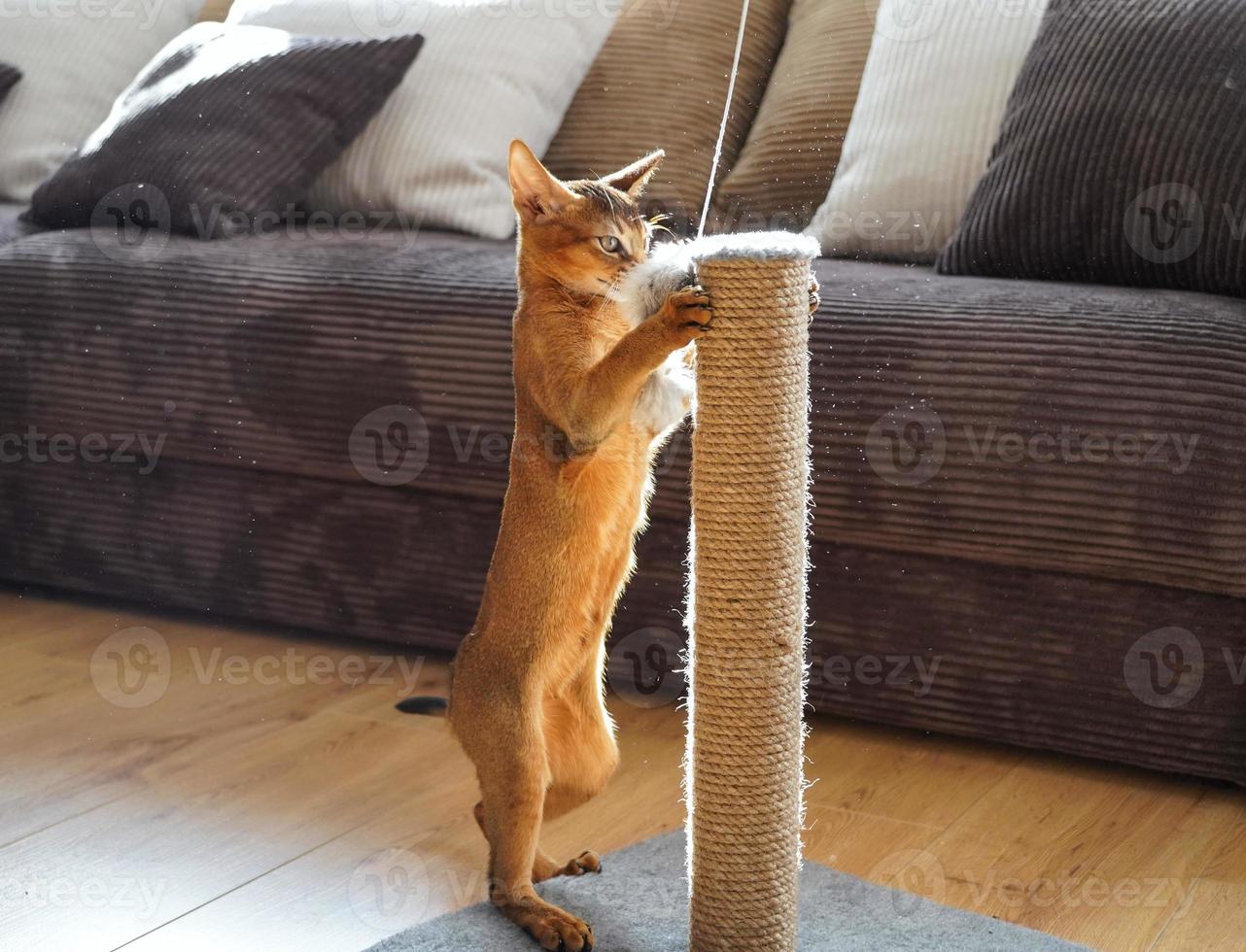 een grappig abessijn katje spelen met een muis in een leven kamer foto