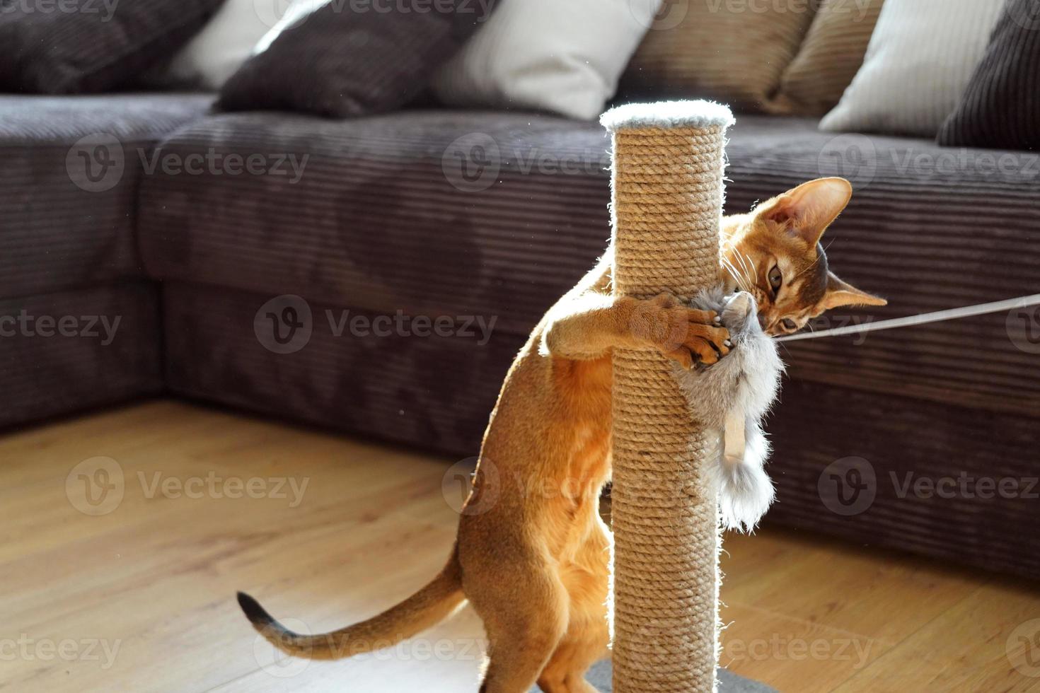 een abessijn kat katje spelen met een muis in een leven kamer foto