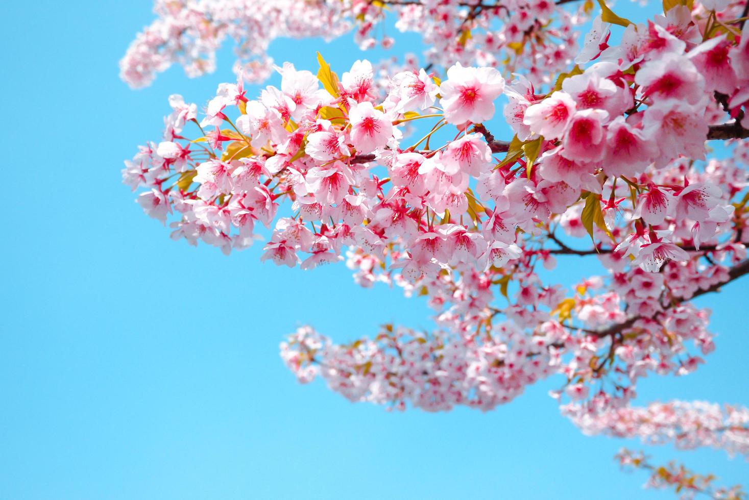 zacht focus, kers bloesem of sakura bloem tegen blauw lucht mooi Aan achtergrond een voorjaar dag foto