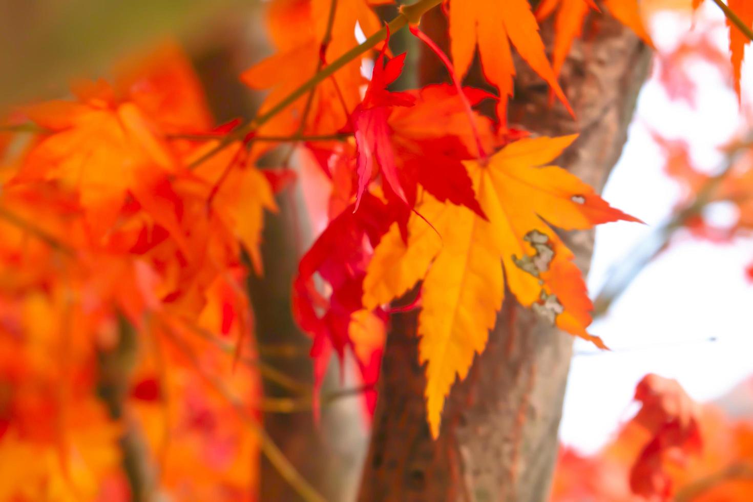 wazig, kleurrijk esdoorn- bladeren in de herfst natuur achtergrond foto