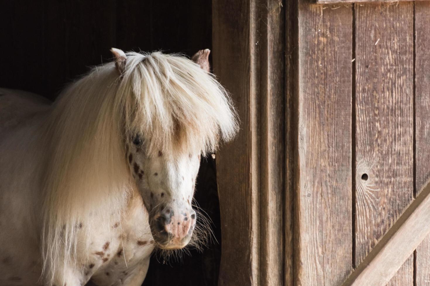 wit paard met dots en een wild kapsel foto