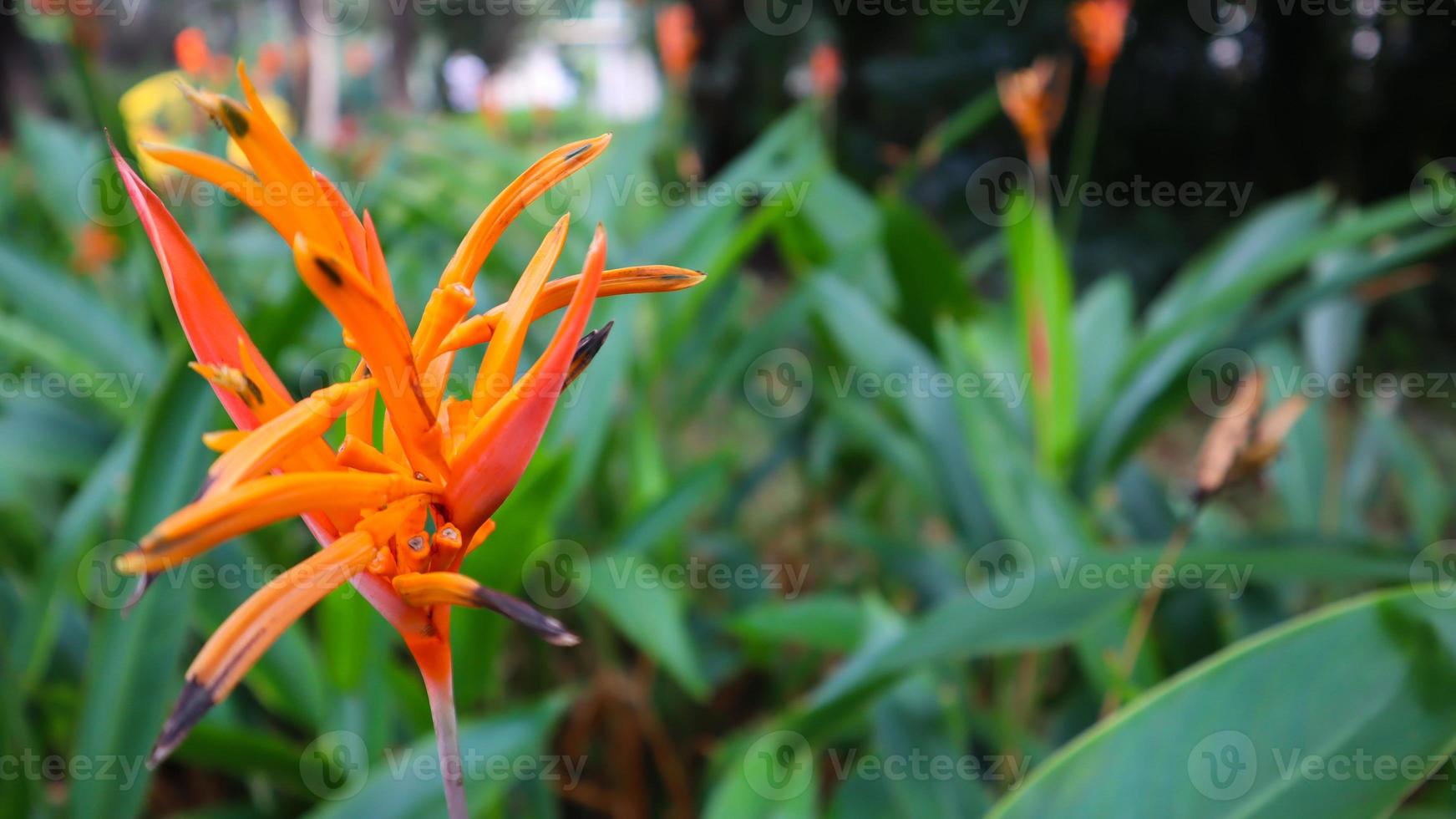 mooi bloem, groen boom en blad structuur foto