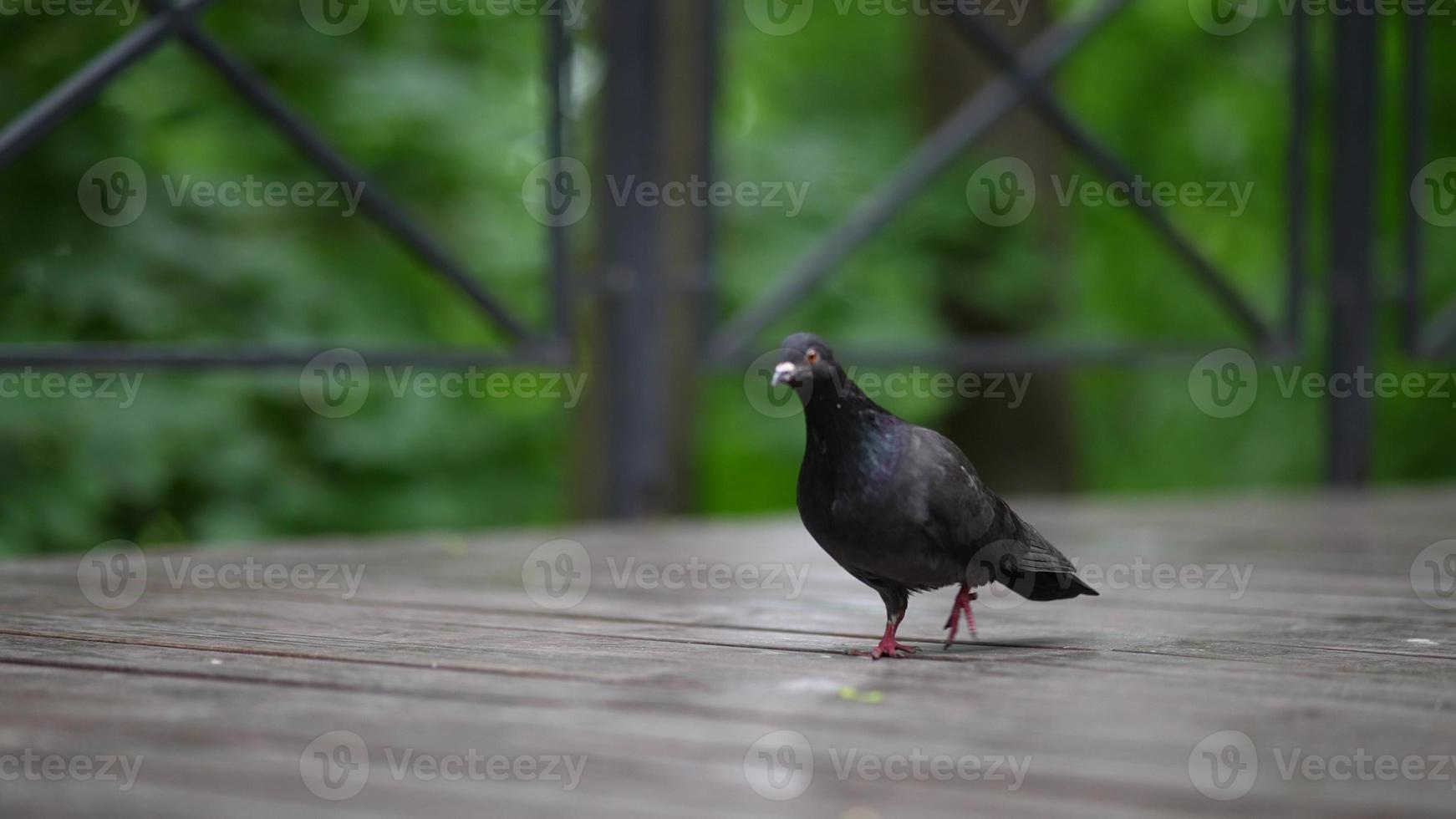 duif in een openbaar park van de stad. vogelstand van de stad. detailopname. foto