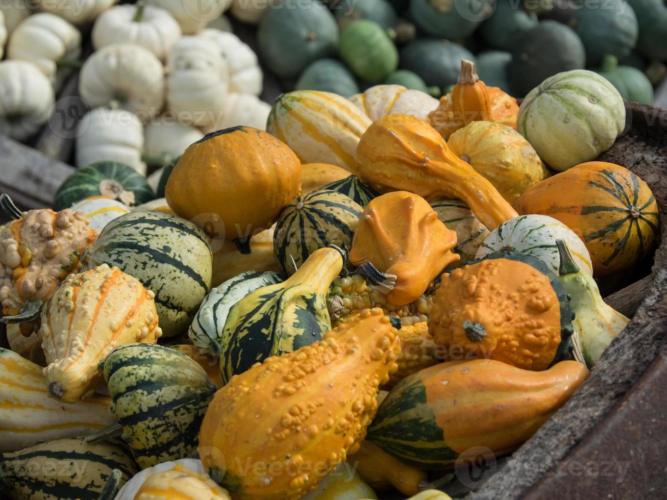 veel oranje pompoenen foto