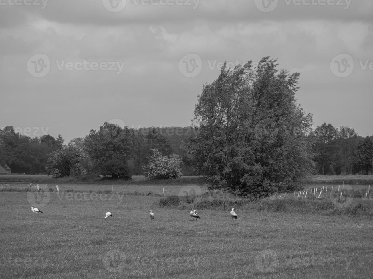 voorjaar tijd in Noordrijn-Westfalen foto