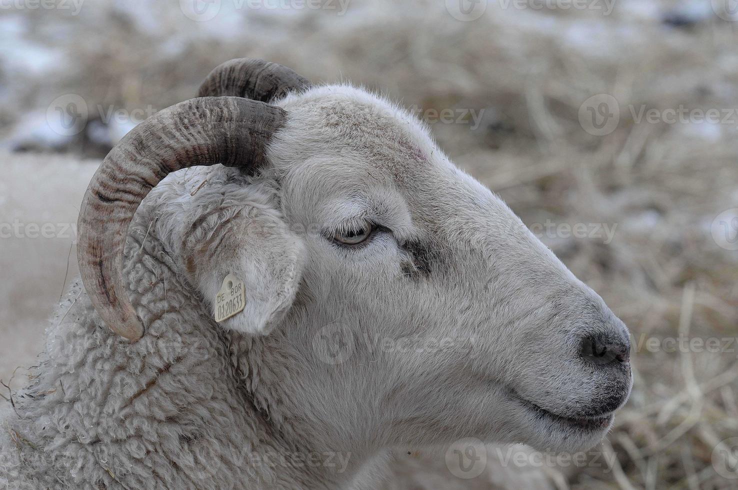 schapen Aan een winter veld- foto