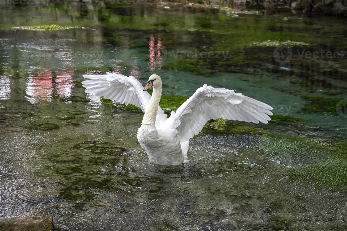 een mooi wit zwaan verspreiding haar Vleugels in de water foto