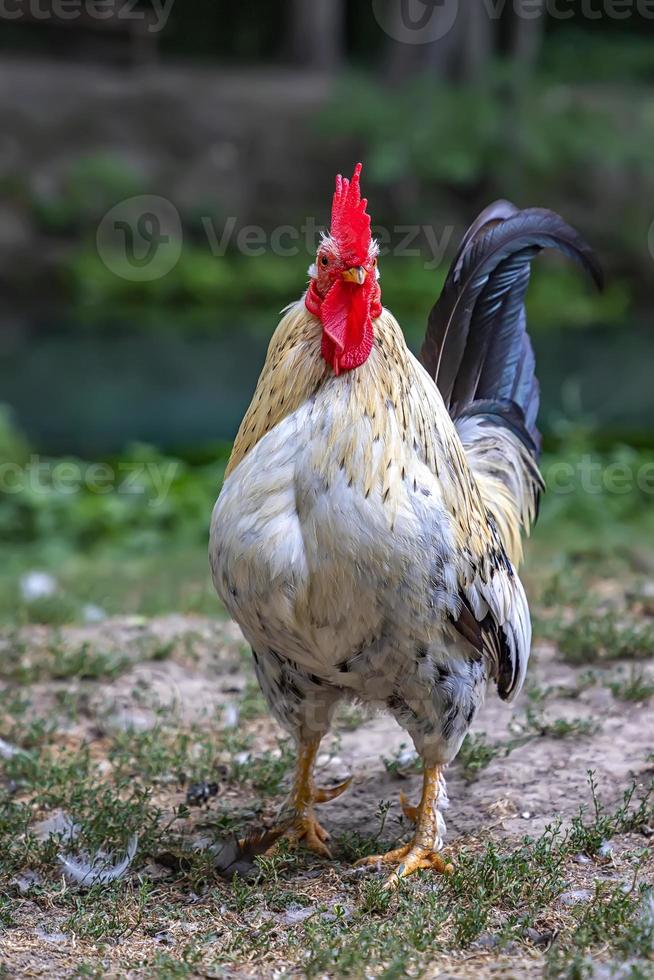 de Super goed pik. mooi pik wandelen in de tuin. verticaal visie foto