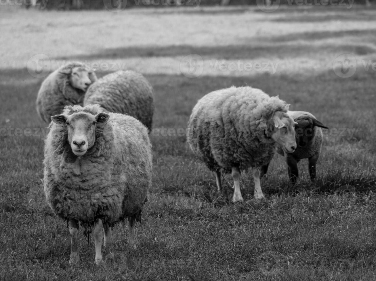 de natuur in Westfalen foto