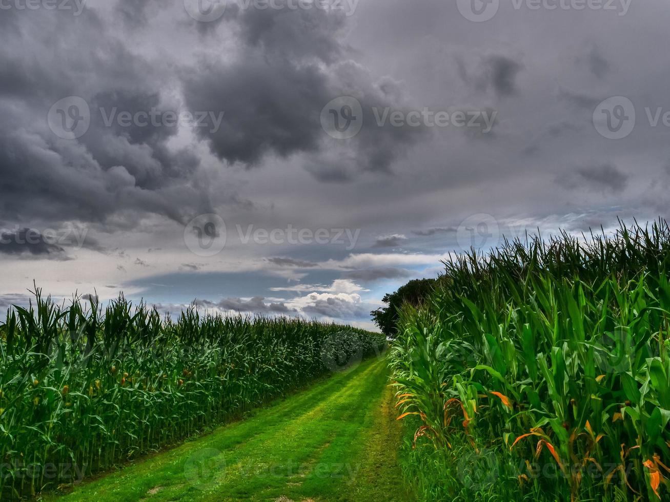 zomer tijd Bij de Duitse dorp weseke foto