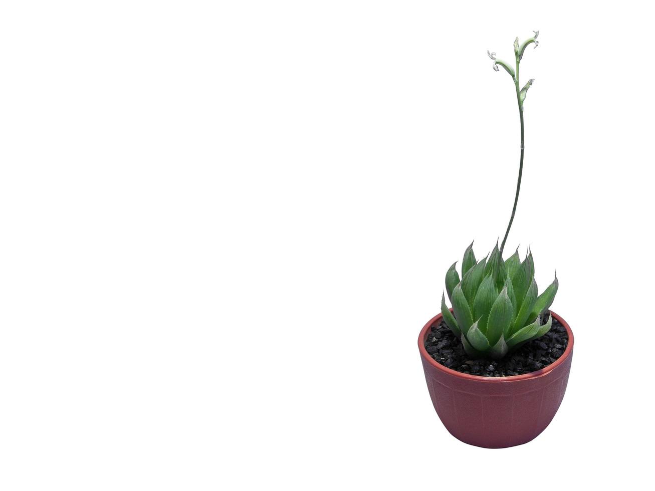 bloemen Haworthia cooperi in rood ronde plastic pot, geïsoleerd Aan wit achtergrond foto