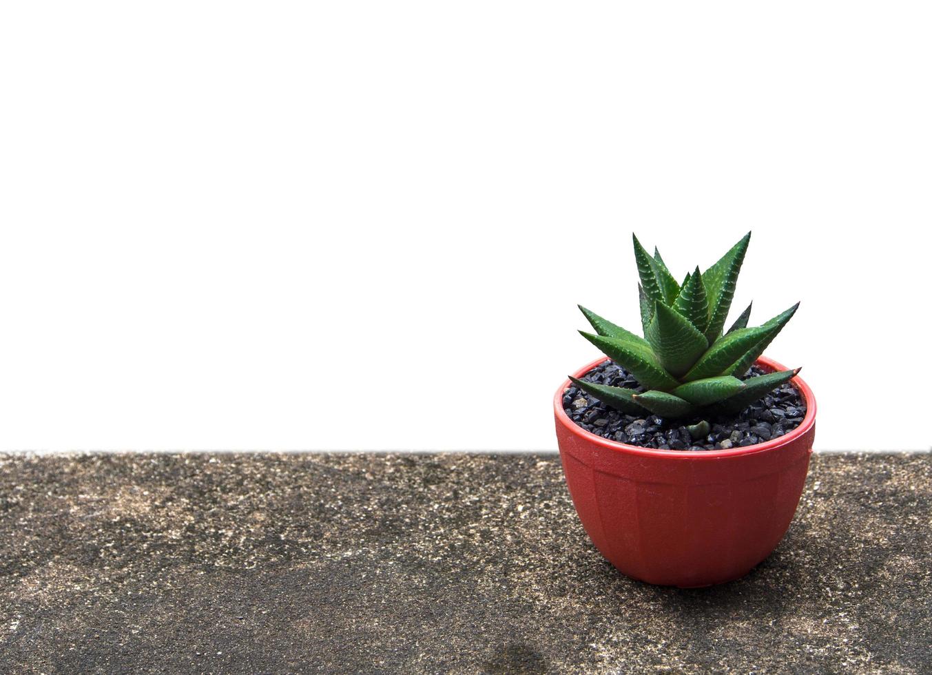 de planten zijn over het algemeen klein in bruin circulaire plastic potten. geïsoleerd Aan wit achtergrond met knipsel pad foto