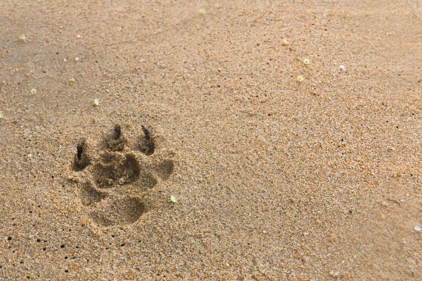 honden voetafdrukken dichtbij omhoog foto