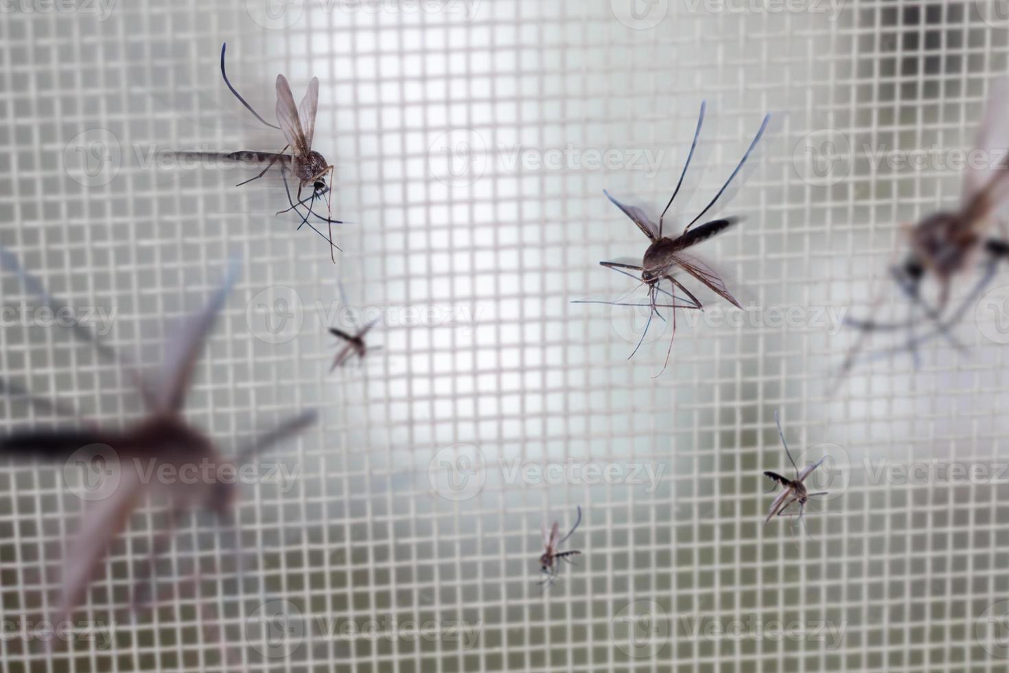 veel muggen Aan insect netto draad scherm dichtbij omhoog Aan huis venster foto