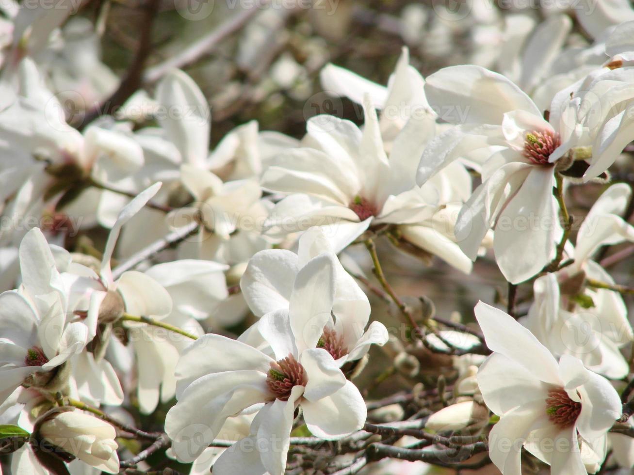 wit magnolia bloem bloeien Aan achtergrond van wazig wit magnolia foto