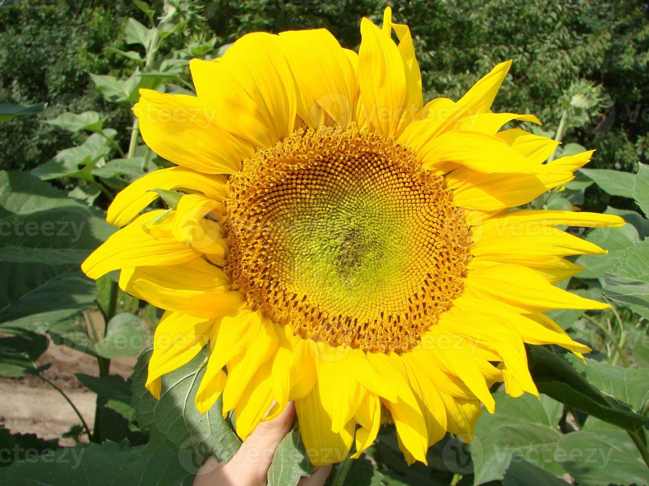 zonnebloemen toenemen in de veld- in de zomer van de achtergrond van de blauw lucht. detailopname foto
