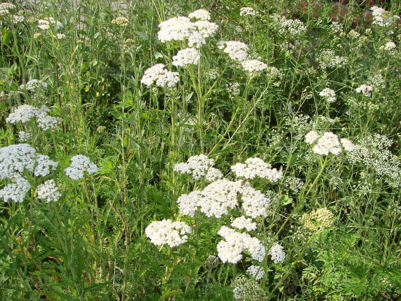 medisch kruid, Achillea millefolium, duizendblad of bloedneus fabriek foto