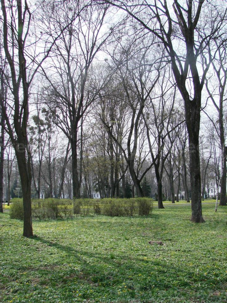 glade met bloeiend boterbloem ficaria verna . voorjaar foto