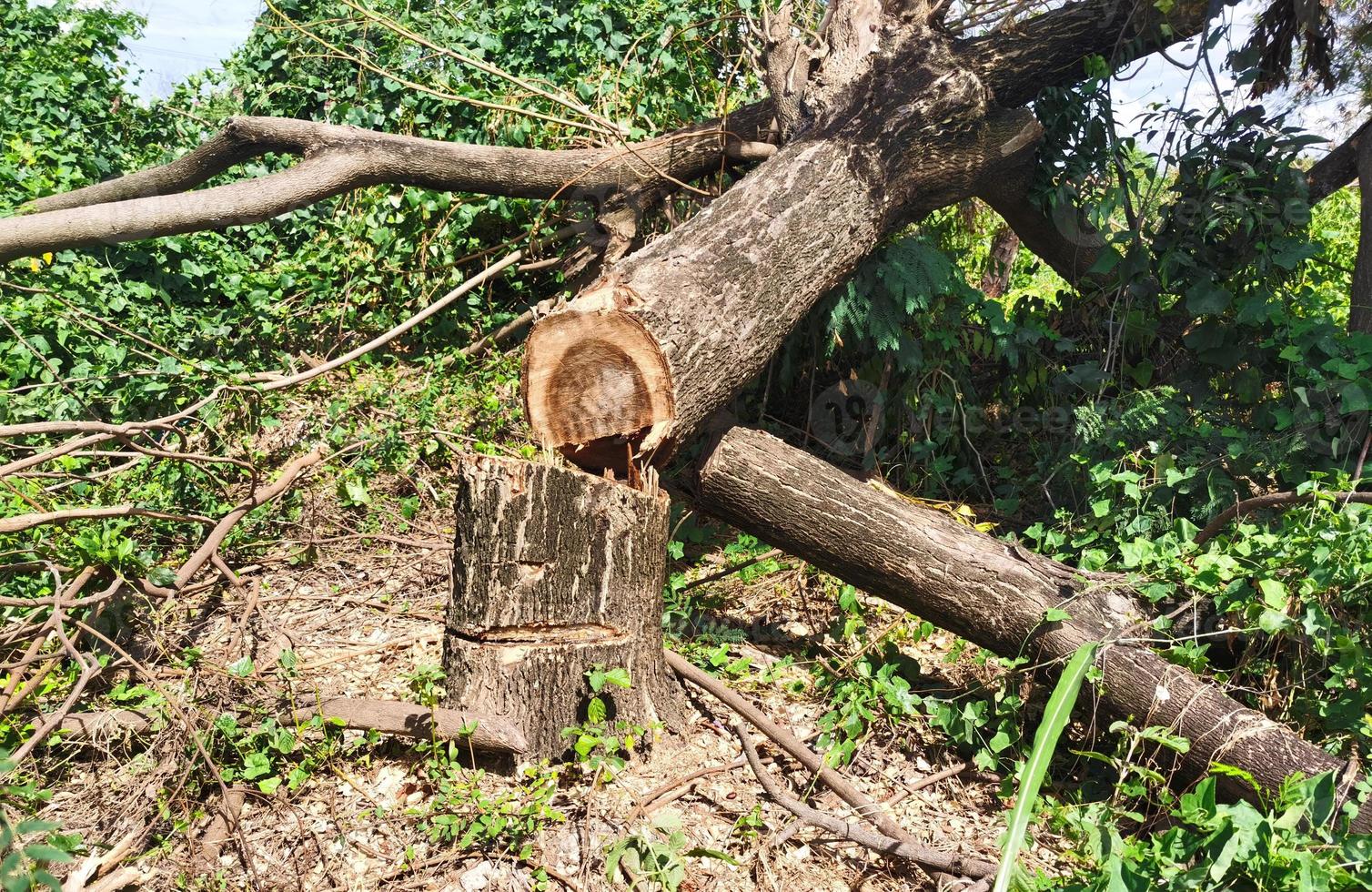 gebroken boom afbeelding. boom gescheurd van elektrisch klimop snijden. foto