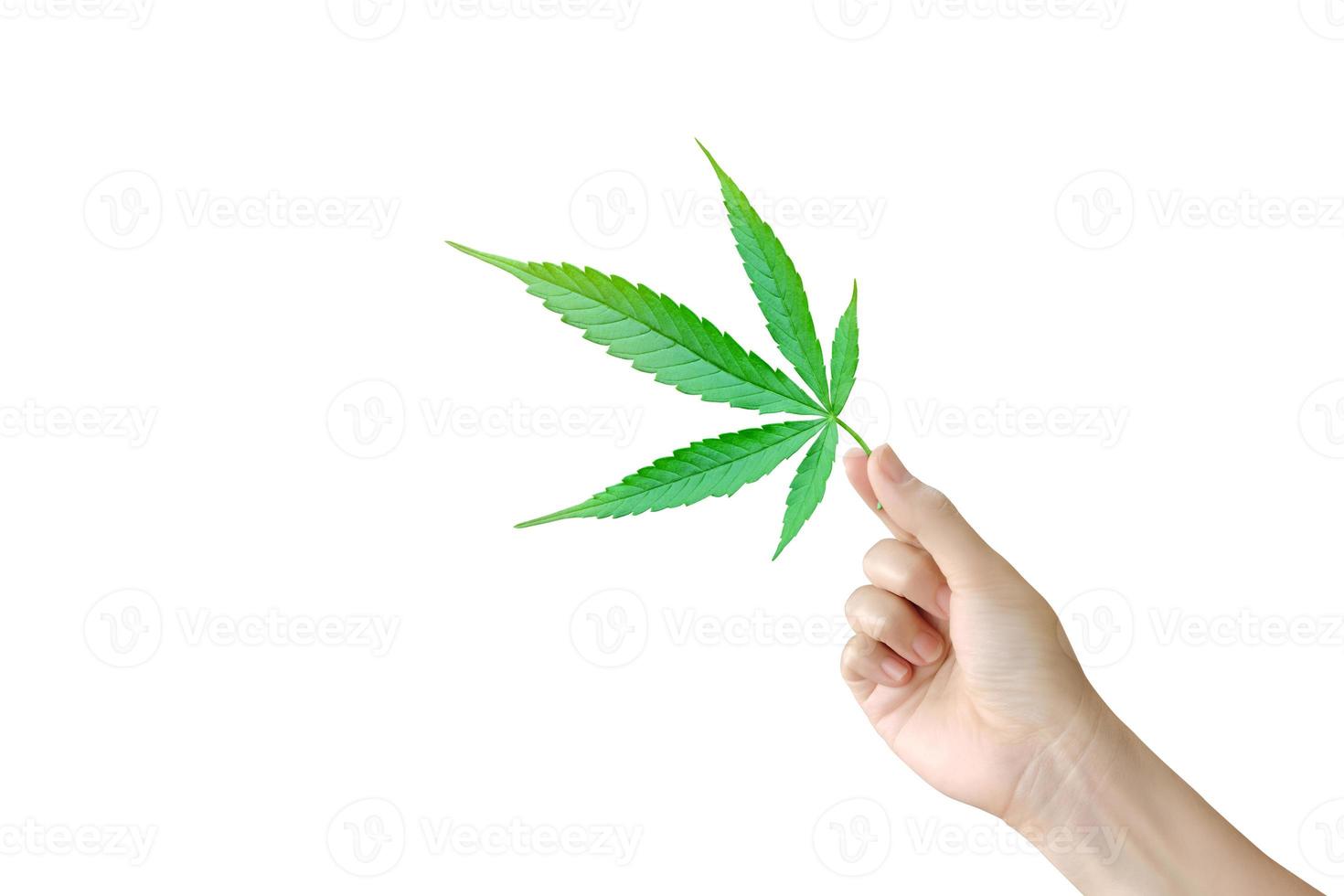 een hand- is Holding een hennep blad Aan een wit achtergrond. marihuana bladeren. medisch marihuana. foto