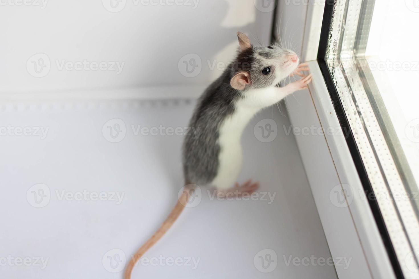 weinig pluizig Rat - een symbool van 2020 zit Aan een wit achtergrond in de buurt de venster. jaar van de Rat door horoscoop foto
