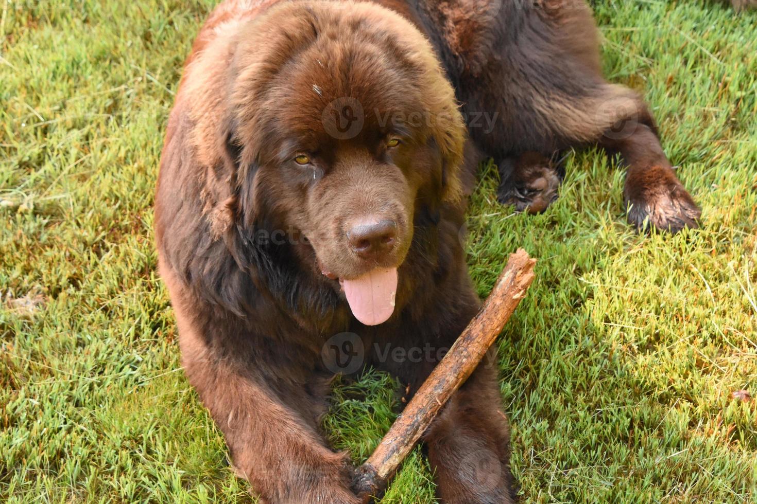 mooi bruin Newfoundland hond met een stok foto