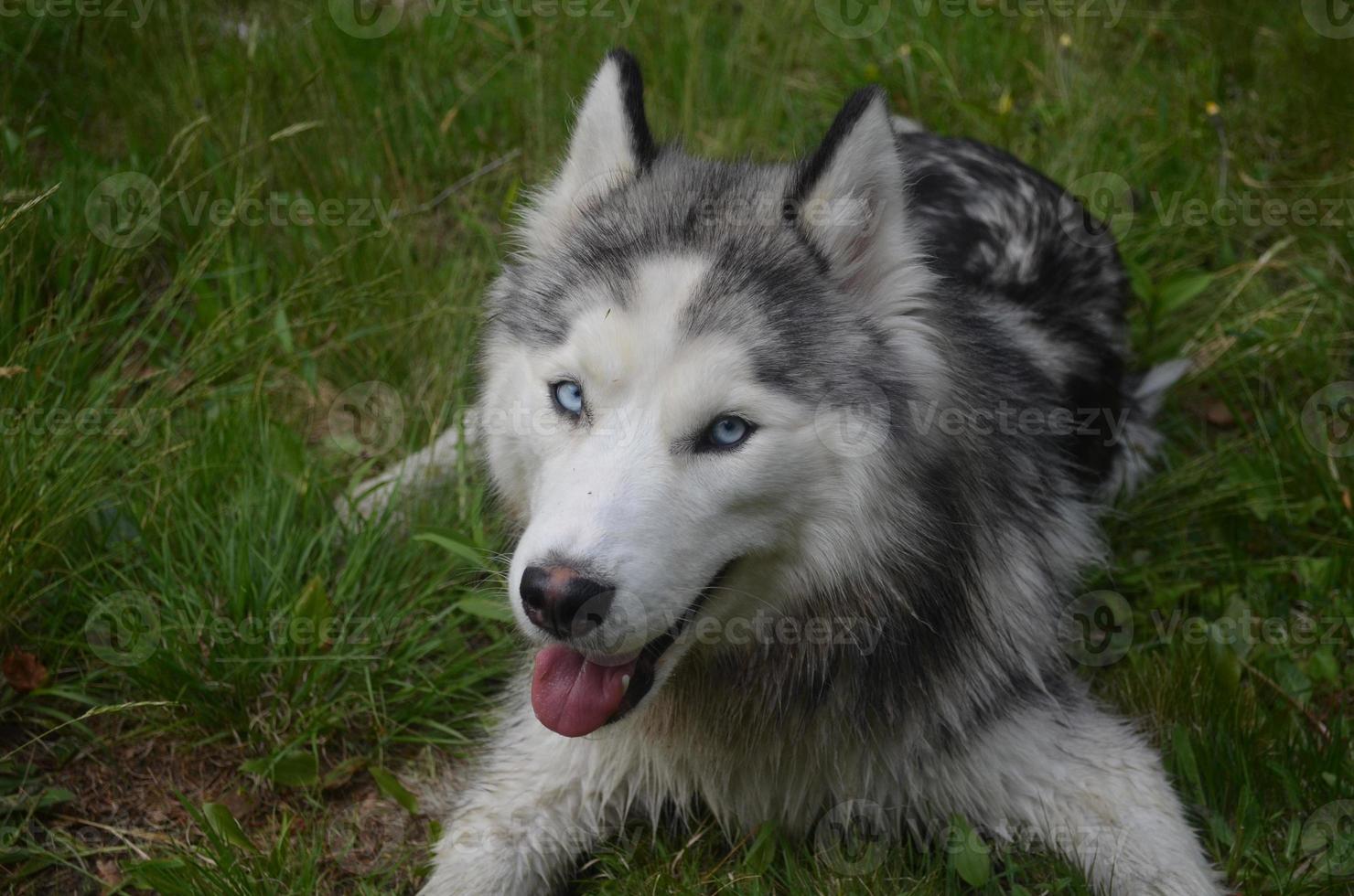 gelukkig Gaan Lucky Siberisch schor foto