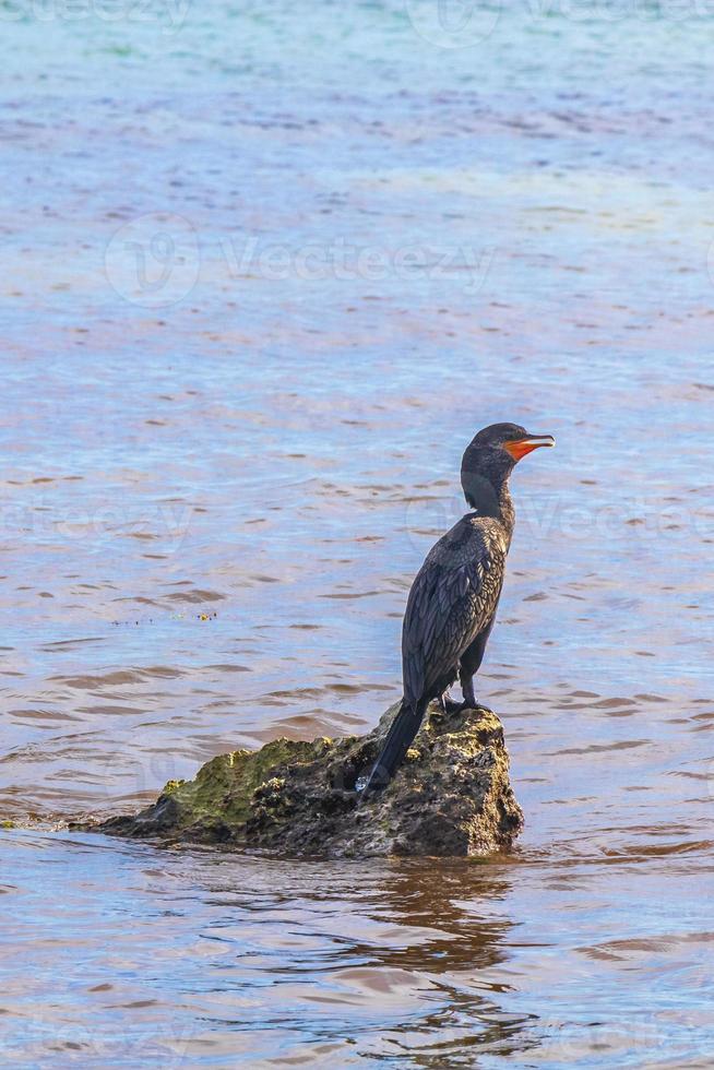 neotropis langstaartig aalscholver Aan rots steen Bij strand Mexico. foto