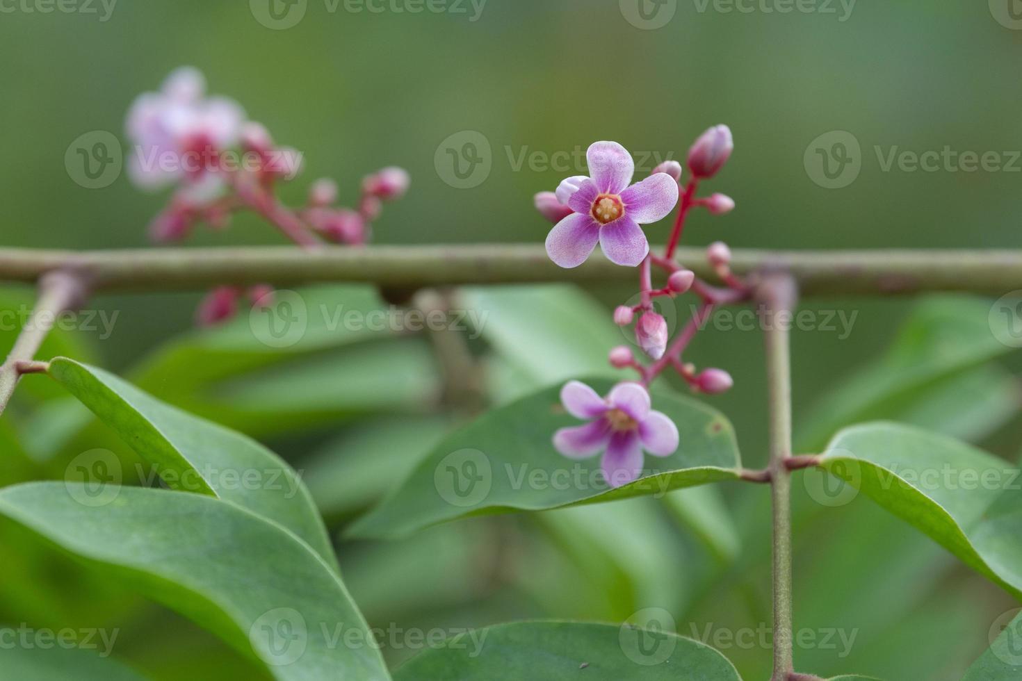 de roze bloemen van de averrhoa carambola boom. foto