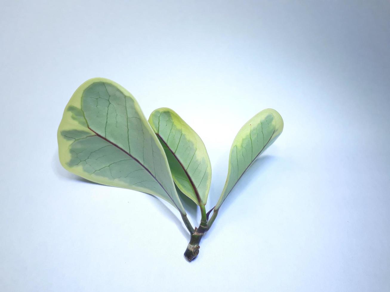afgebeeld achter de bladeren van de ficus deltaspier, een sier- boom. de uiterlijk van de bladeren is Leuk vinden een hart. de bladeren komen in twee kleuren, wit en groente. geplaatst Aan een wit achtergrond foto