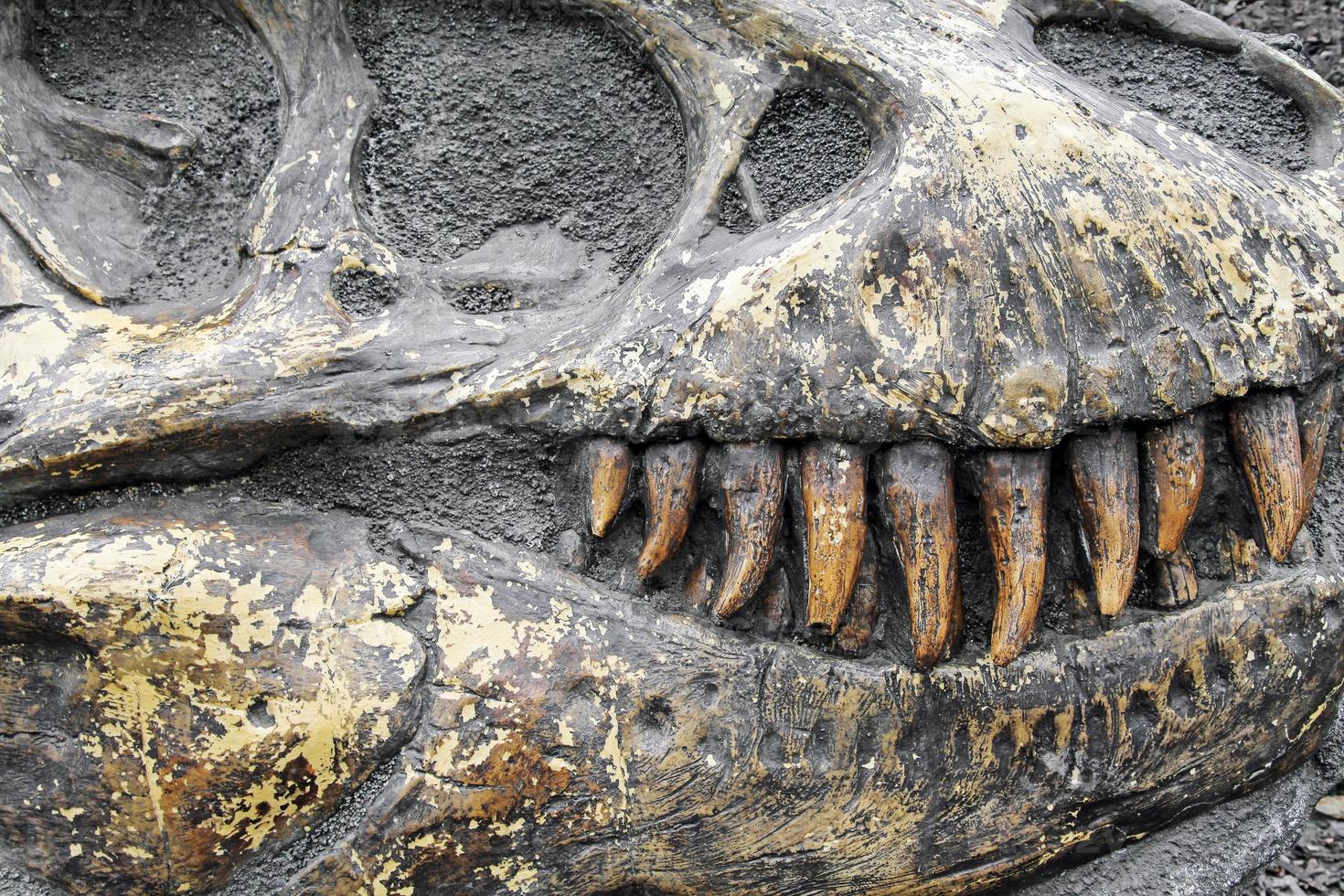 dinosaurus tanden in Versteend schedel foto