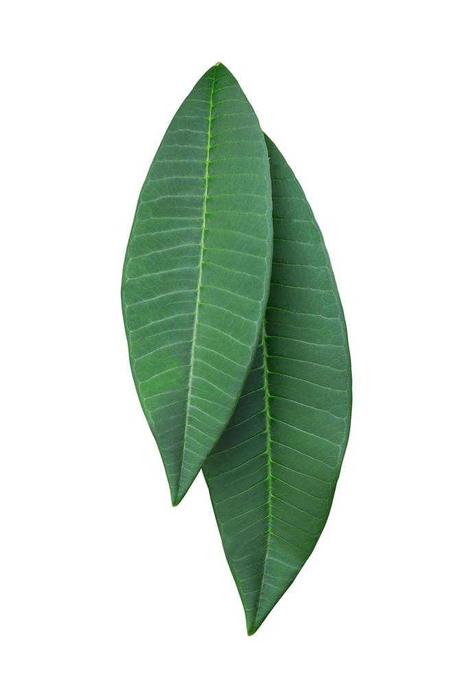 plumeria of frangipani of tempel boom bladeren. dichtbij omhoog groen blad van plumeria geïsoleerd Aan wit achtergrond. top visie exotisch groen bladeren van frangipani. foto