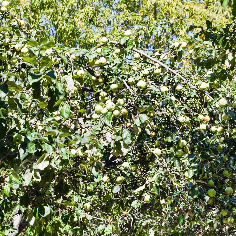 appel boom met rijp geel appel fruit in tuin foto