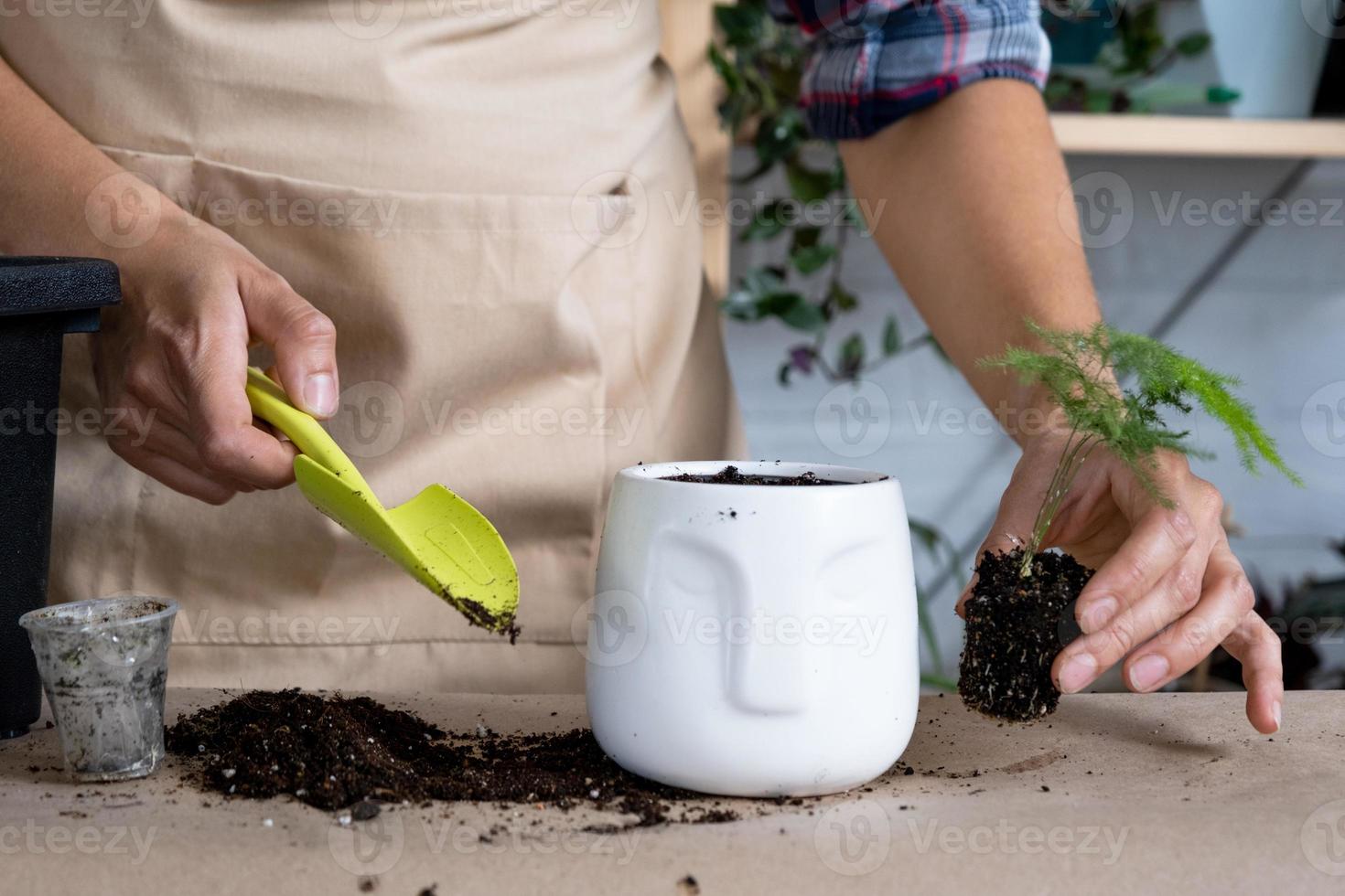 verplanten een huis fabriek asperges in een pot met een gezicht. een vrouw planten een stengel met wortels in een nieuw bodem. zorgzaam voor een ingemaakt plant, handen detailopname foto