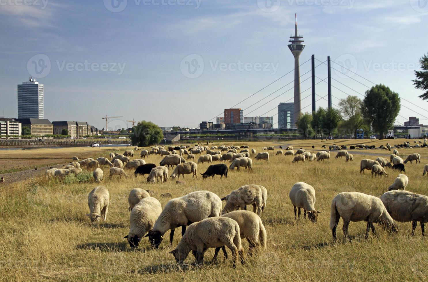 kudde schapen grazen op een droog veld in dusseldorf, duitsland foto