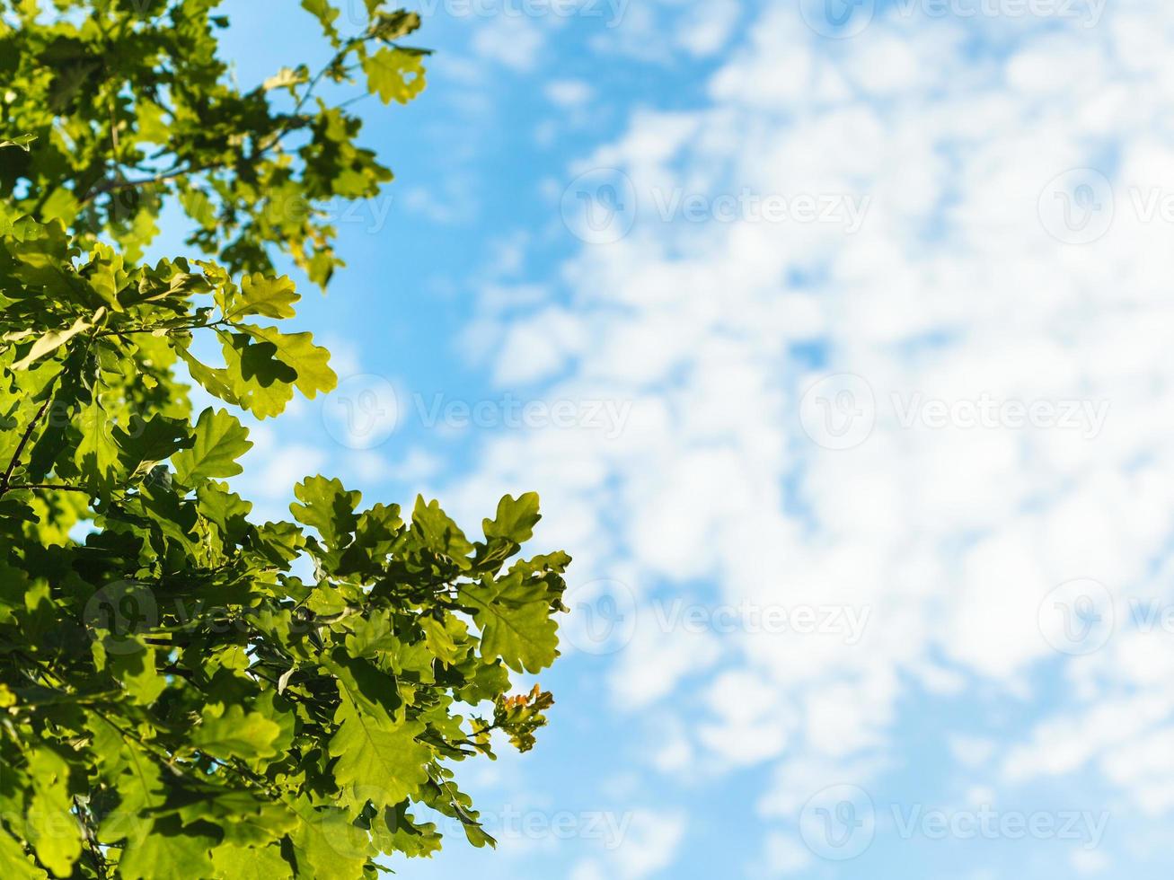 zonovergoten groen eik bladeren en blauw lucht foto