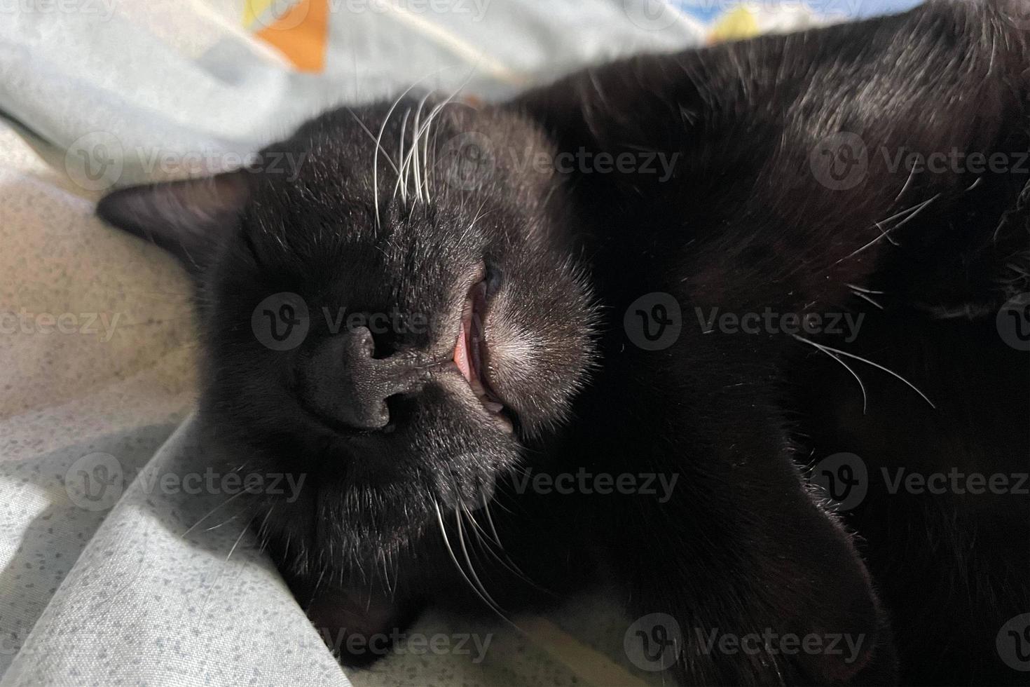 schattig weinig zwart katje slaapt Aan vacht tapijt. beeld van aanbiddelijk zwart kat genieten Aan warm bed foto