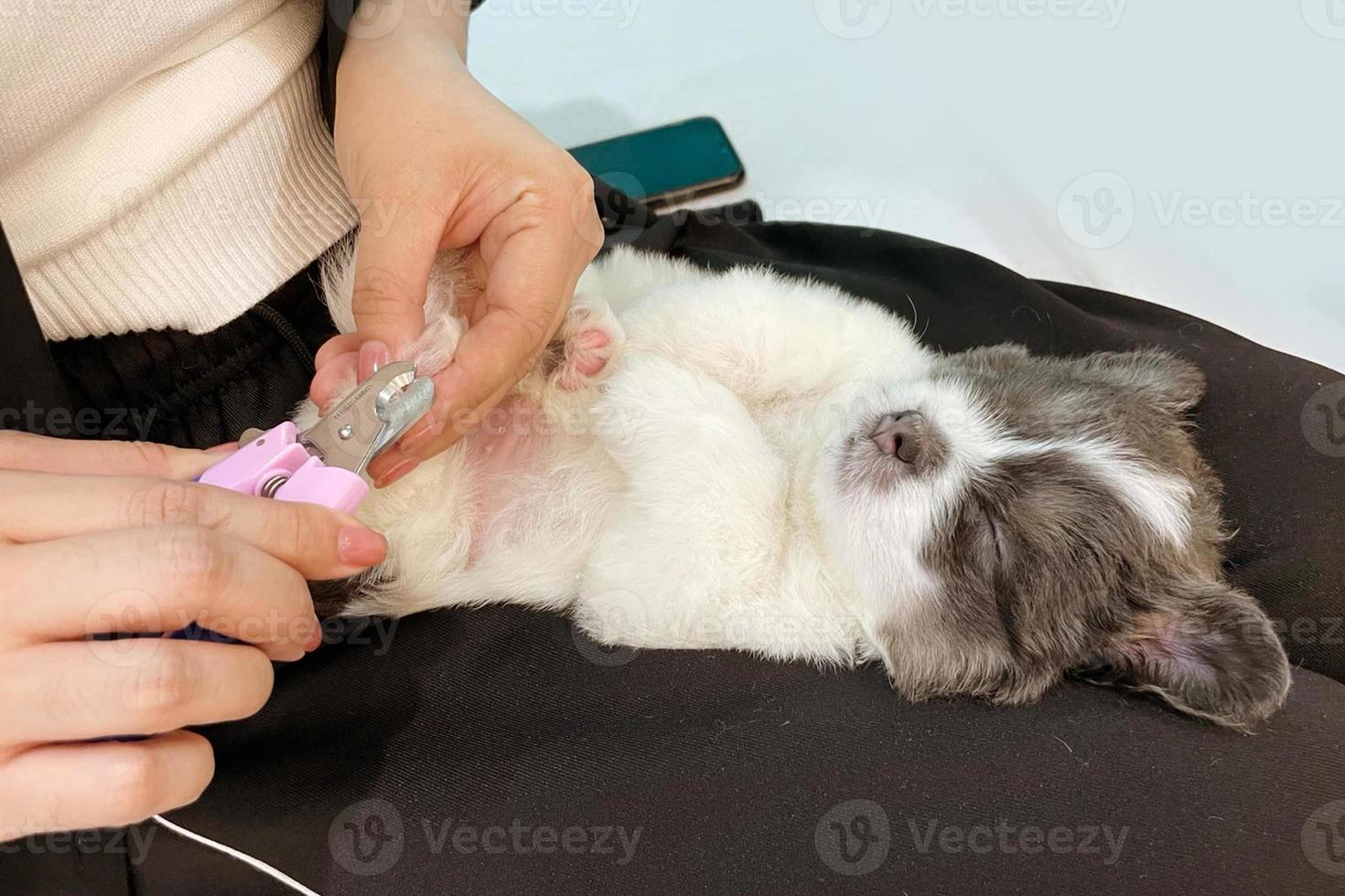 Holding puppy klein hond, werkwijze van snijdend hond klauw nagels van een klein ras hond met een nagel tondeuse hulpmiddel, trimmen huisdier hond nagels manicuren. selectief focus. foto