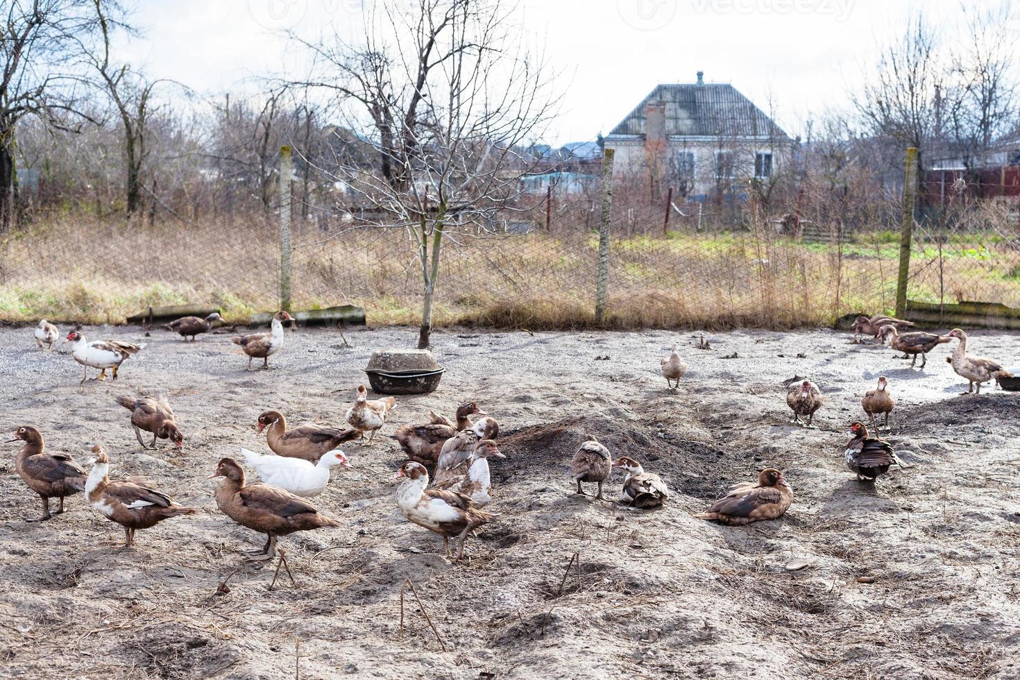 kudde van eenden in werf van dorp huis foto