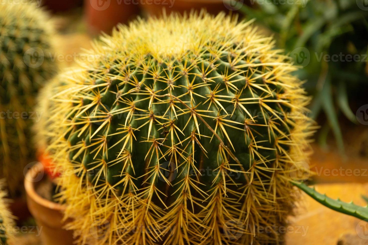 cactus bal echinocactus grusonii in de tuin. sappig gouden vat cactus dichtbij omhoog foto