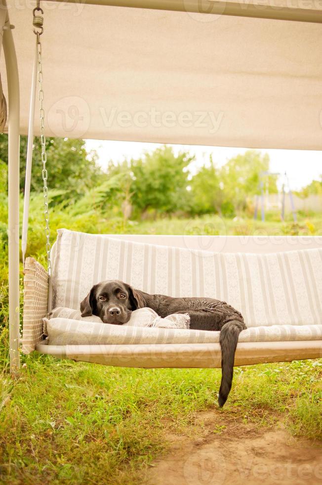 labrador retriever Aan een schommel. een zwart hond rust in de tuin. foto