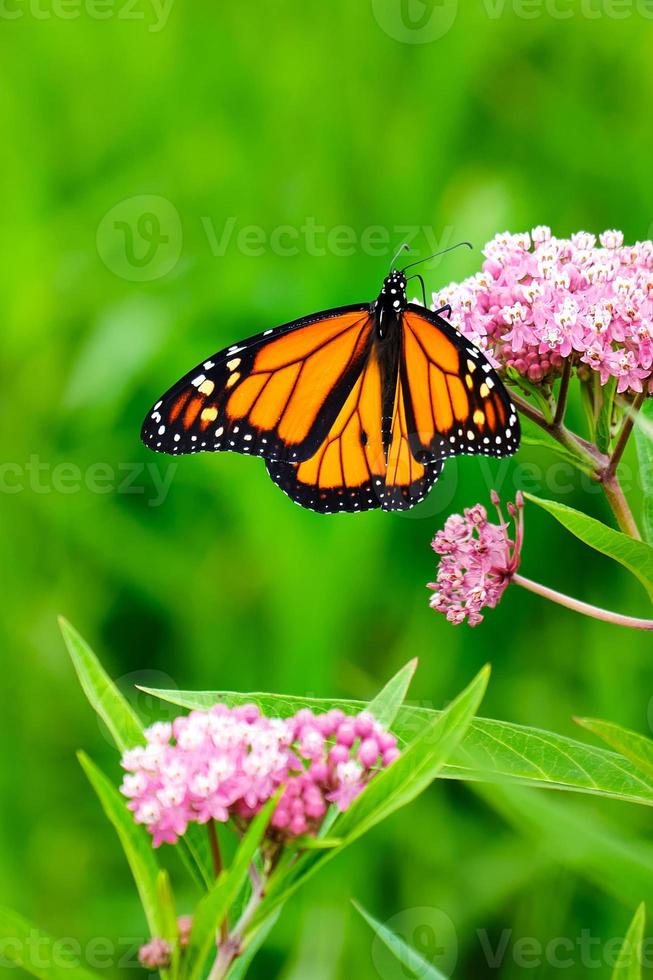 monarch vlinder neergestreken Aan roze wilde bloemen foto