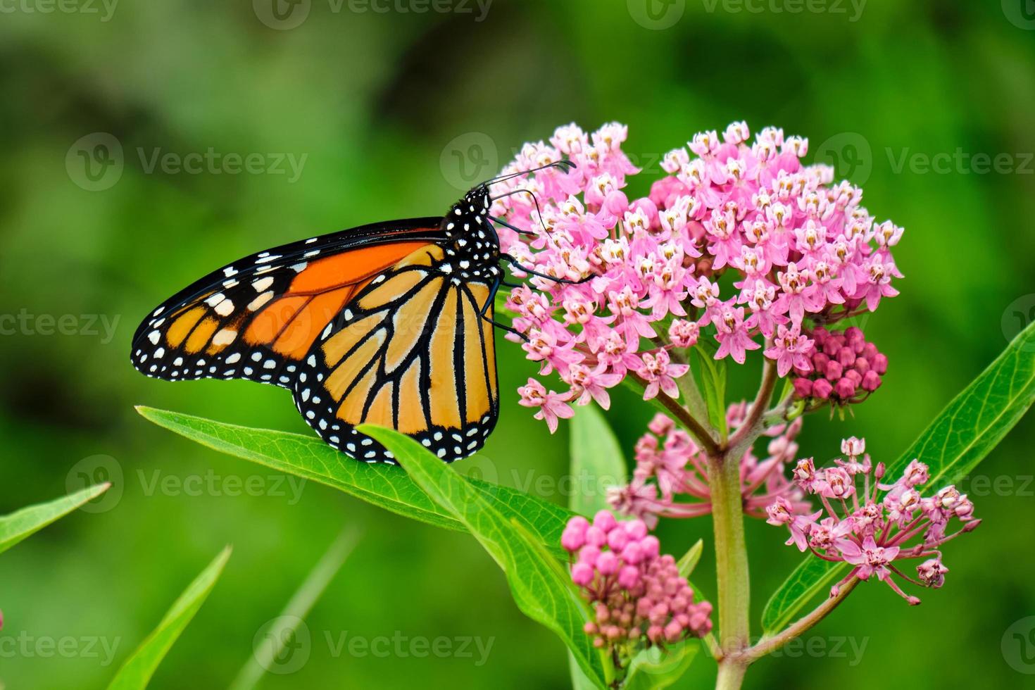 monarch vlinder neergestreken Aan roze wilde bloemen foto