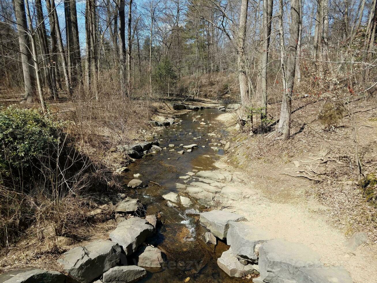 klein kreek of stroom in de Woud of bossen foto