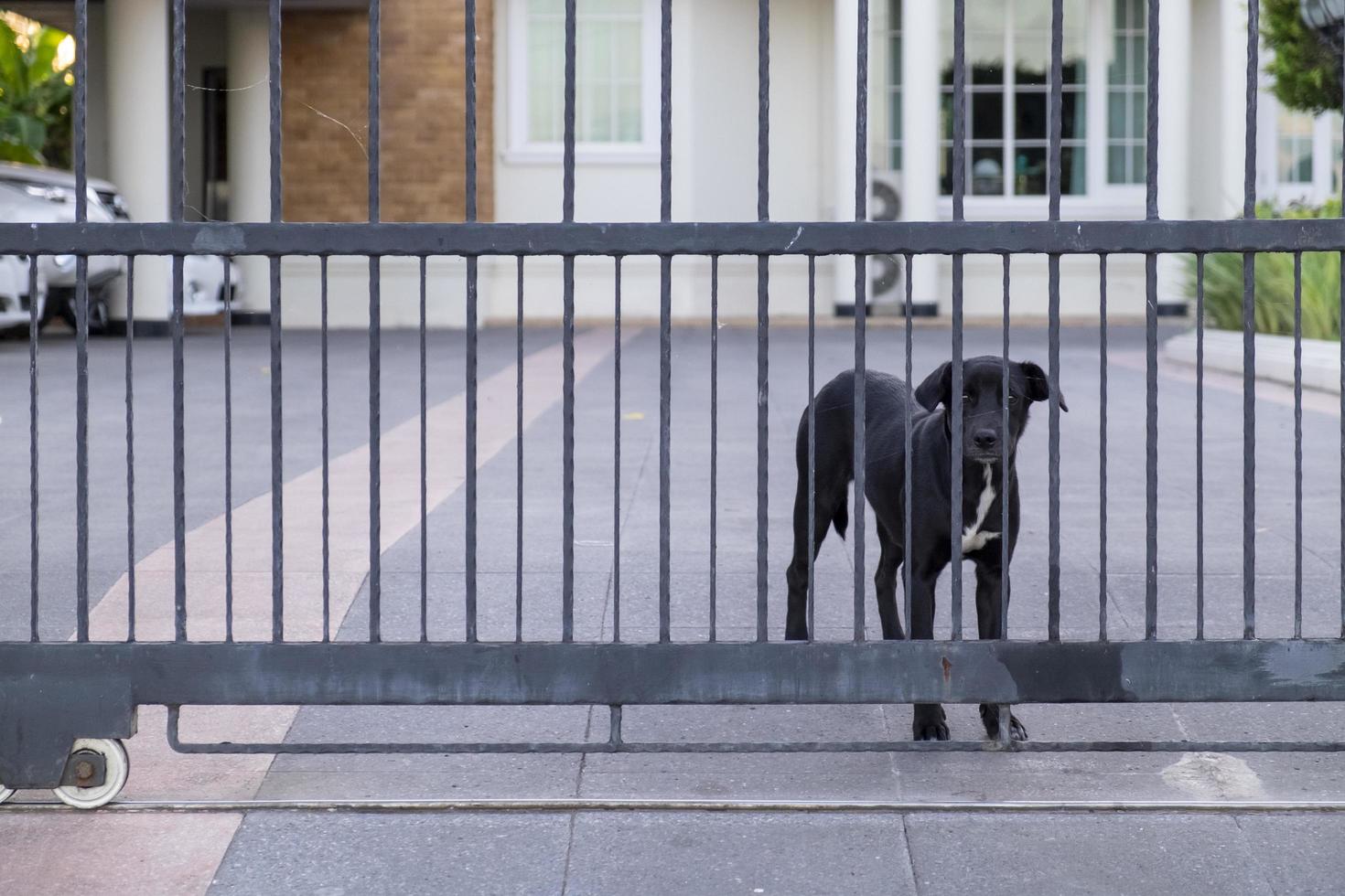 een zwart labrador hond staand Bij de poort van de huis. foto